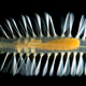 Illustration for article titled Sea Worms Defend Themselves With Bioluminescent Bombs